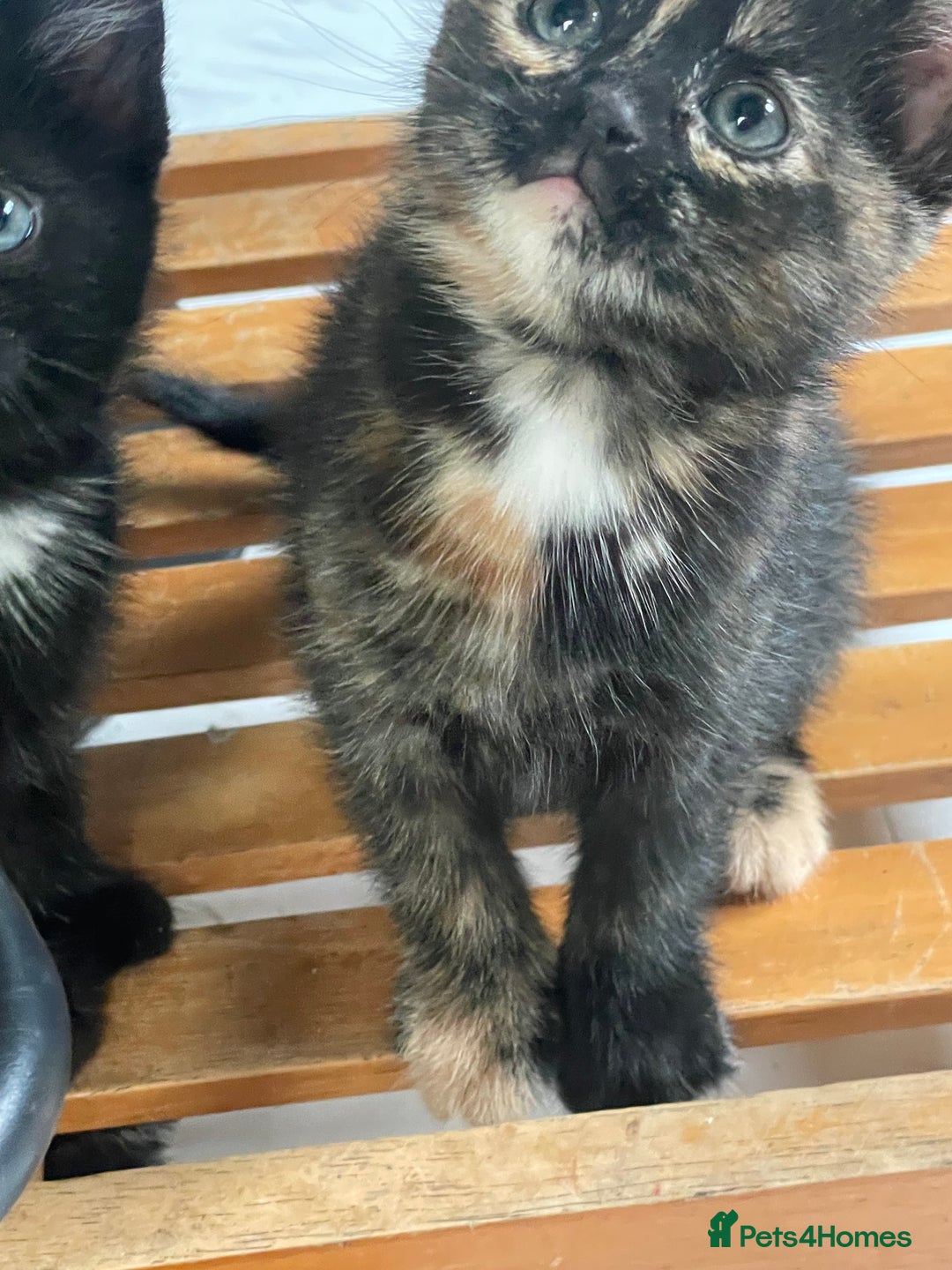 Mixed Breed cats for sale: 4 Beautiful & playful kittens - Advert 1
