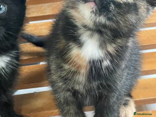 Mixed Breed cats 4 Beautiful & playful kittens - Advert 1