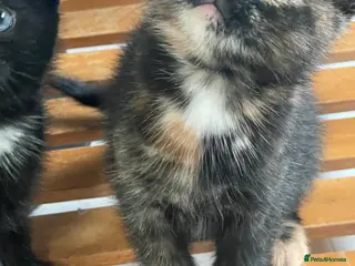 Mixed Breed cats 4 Beautiful & playful kittens - Advert 4