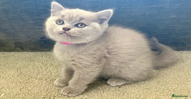 Scottish Fold cats - Advert 12