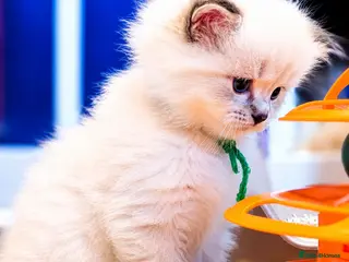 Ragdoll cats 🐾 TICA Beautiful Ragdoll Kittens - Seal Tabby 🐾 - Advert 14