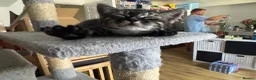 Mixed Breed cats for sale: Half Bengal - Half Mixed breed, litter trained,  in Enfield - Advert 11