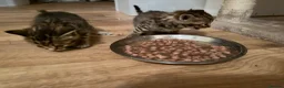 Mixed Breed cats for sale: 2 Kittens for sale - Advert 7