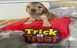Cocker Spaniel dogs for sale: Show cocker spaniel puppies viewings this weekend! - Image 30
