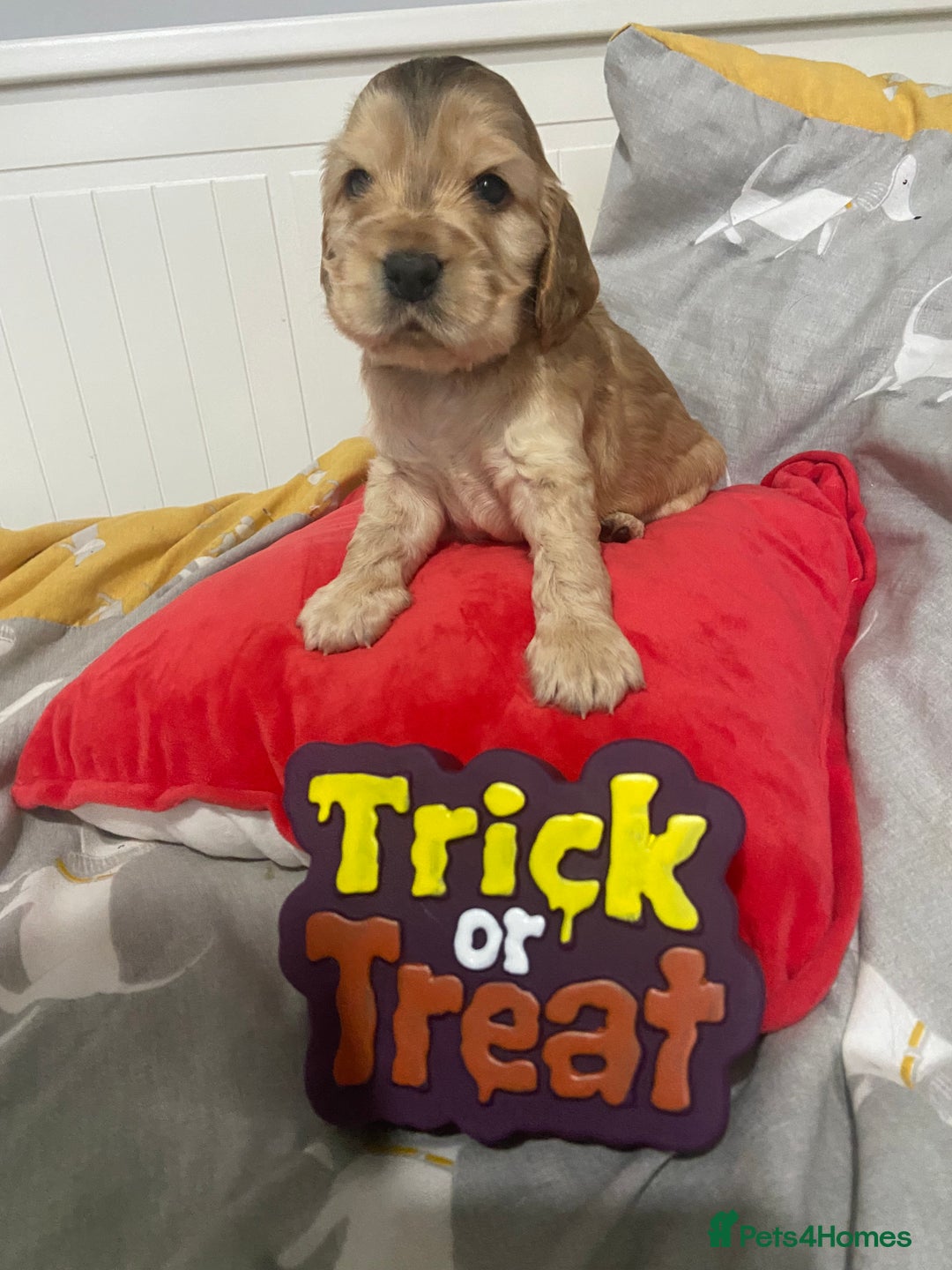 Cocker Spaniel dogs for sale: Show cocker spaniel puppies viewings this weekend! - Image 30