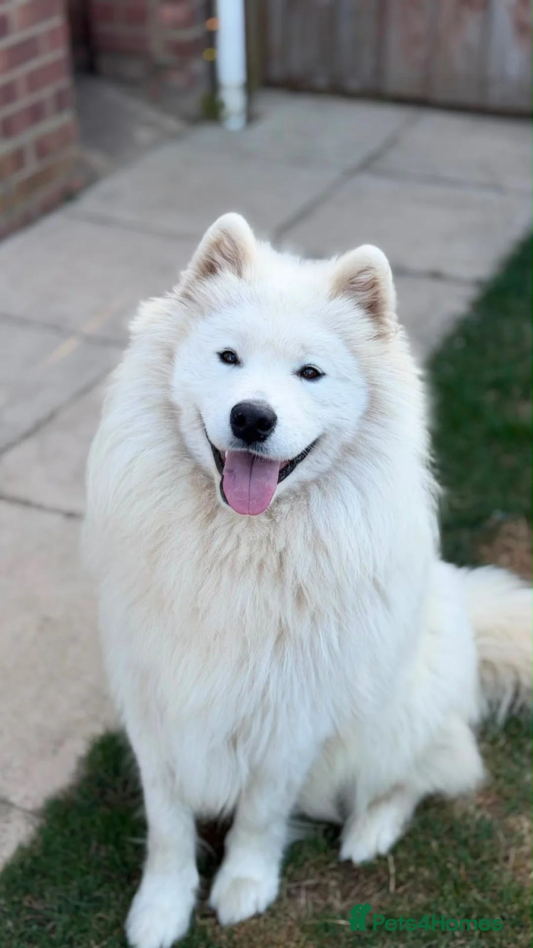 Samoyed dogs for sale: 🤍 Beautiful Male Samoyed 🤍 in Felixstowe - Advert 4