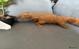 Cavapoo dogs for sale: F1B cavapoo puppies - Image 20