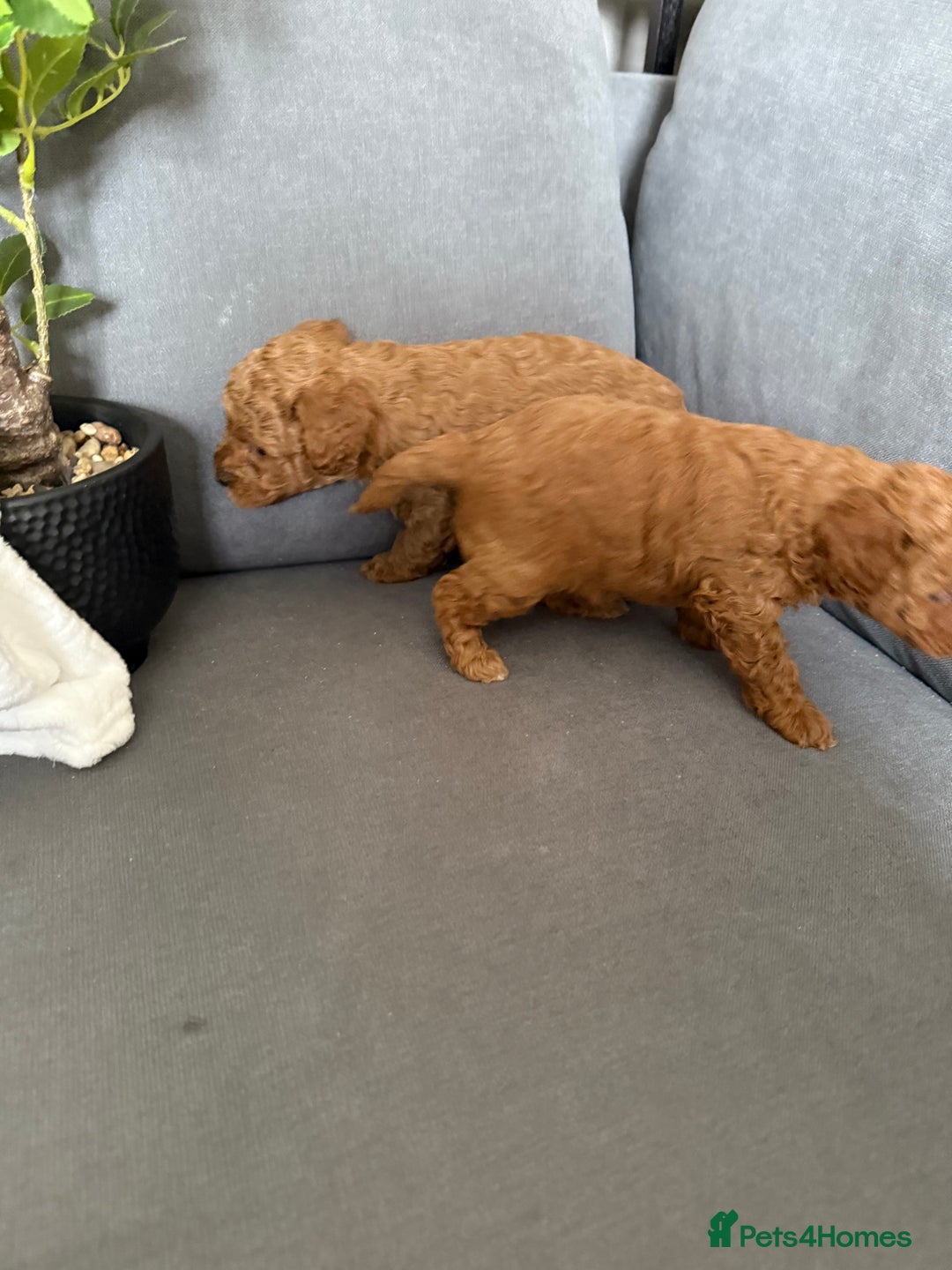Cavapoo dogs for sale: F1B cavapoo puppies - Image 20