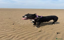 Mixed Breed dogs for sale: 12 Week Old Puppy for Home - Image 5