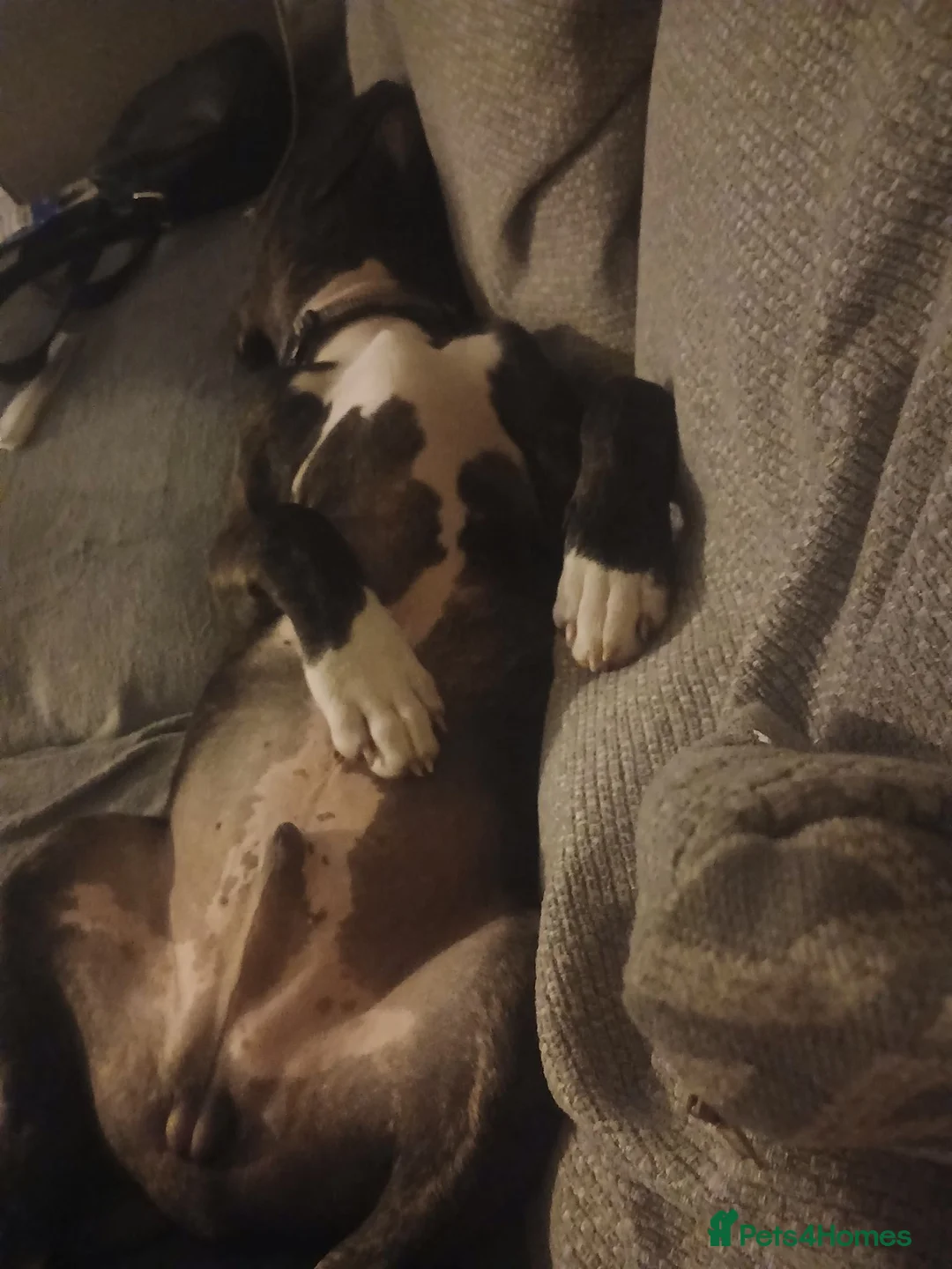 Mixed Breed dogs for sale: De ** ter in Spennymoor - Advert 1