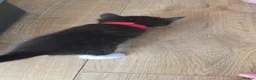 Mixed Breed cats for sale: Beautiful kittens for sale. Due to leave 19.6 - Advert 9
