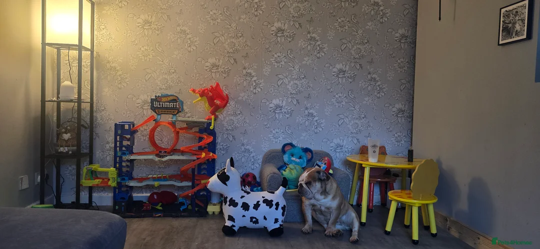 English Bulldog dogs for sale: Bonbon Bulldog - Advert 1