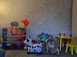 English Bulldog dogs Bonbon Bulldog - Advert 1