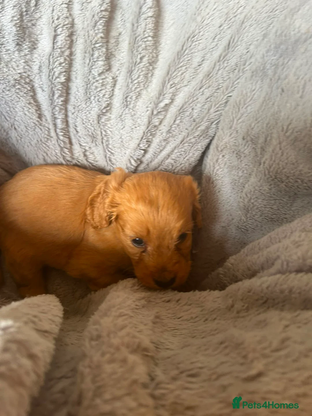 Cockapoo dogs for sale: F1 cockapoo puppy’s  in Swanley - Advert 6
