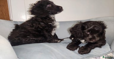 Cockapoo dogs - Advert 8