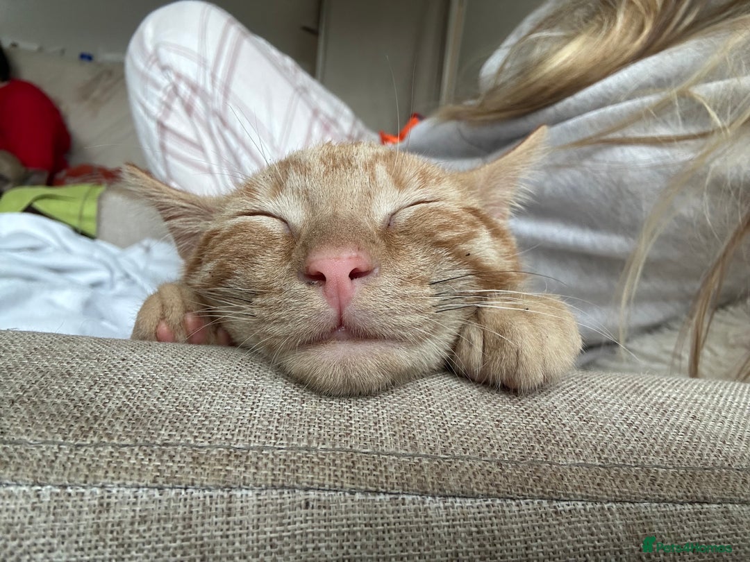 Mixed Breed cats for sale: 2 Adorable Friendly Kittens For A Forever Home - Image 13