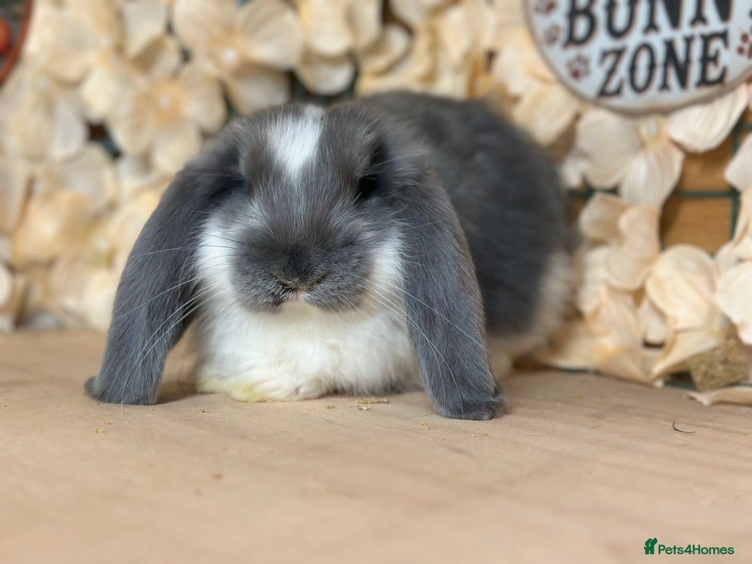 French Lop rabbits for sale: French lop babies - Image 6