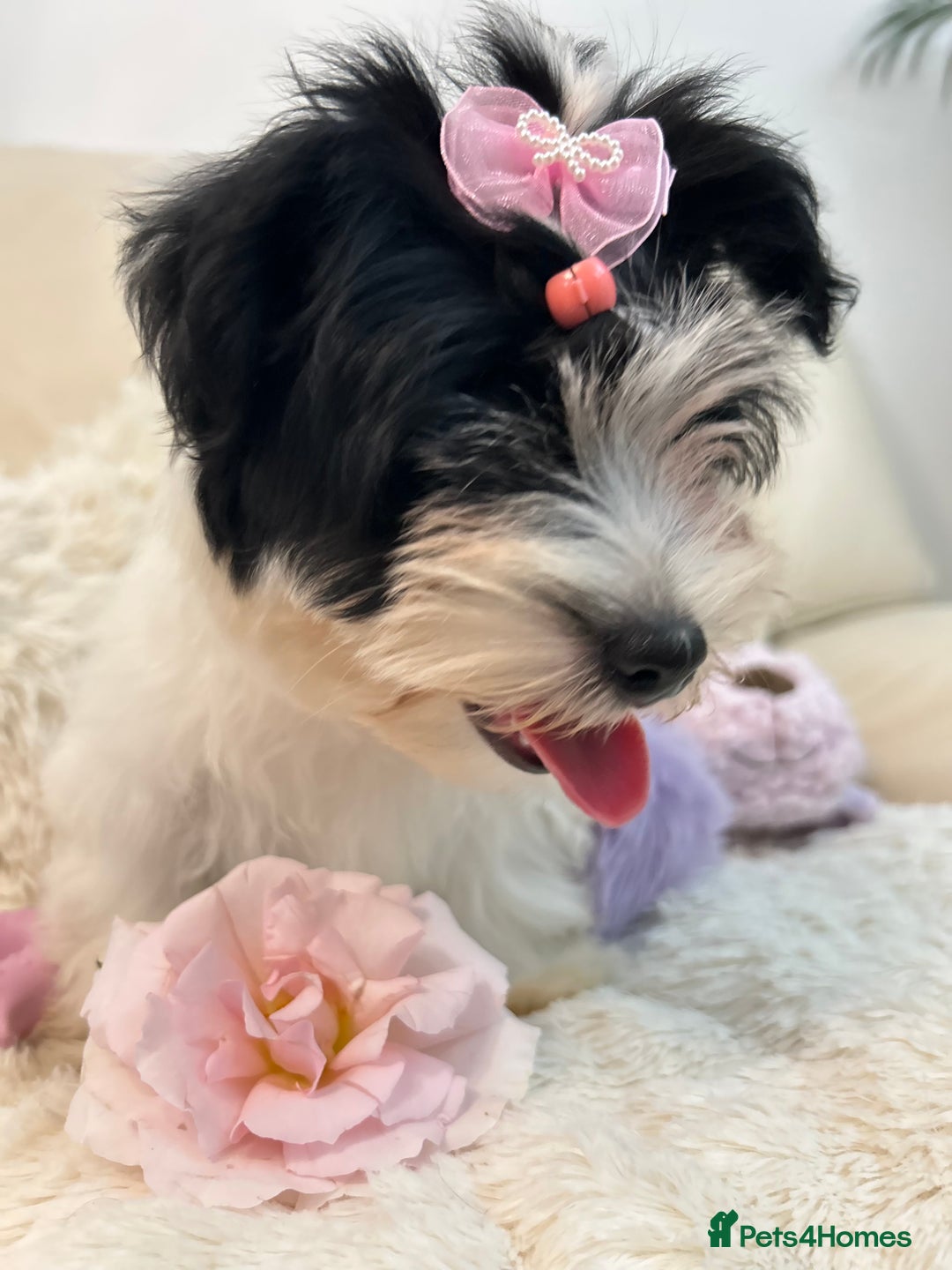 Biewer Terrier dogs for sale: 🩶🩷Biewer-Biro Champion heritage pups! 🐶❤️ - Image 32