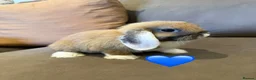Mini Lop rabbits for sale: 10 week old Mini lops - Advert 8