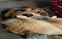 Cocker Spaniel dogs for sale: Cocker spaniel puppies - Image 12