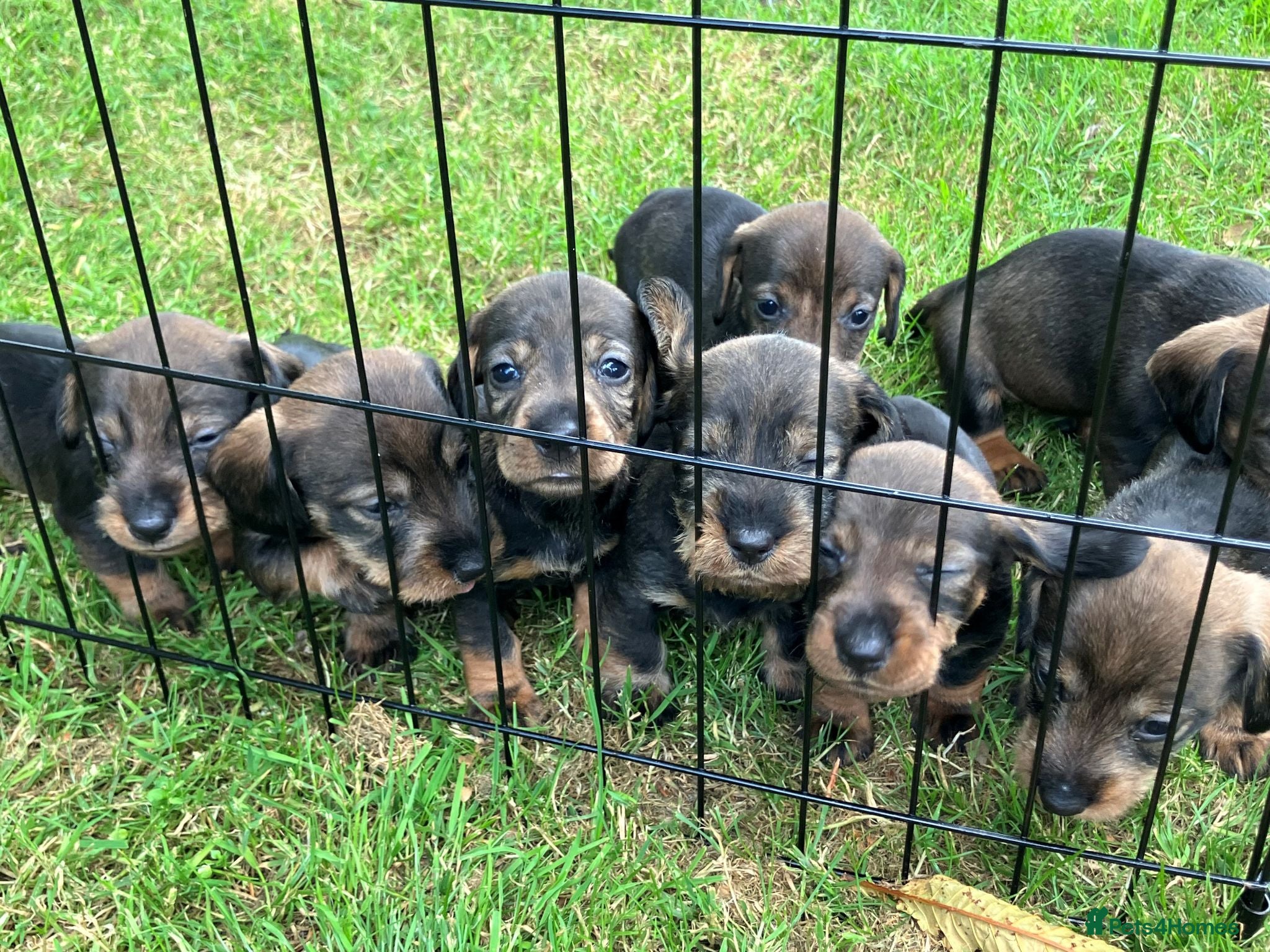 Dachshund dogs for sale: Kennel Club Reg Wirehaired Dachshund Teckel pups - Advert 2