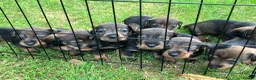 Dachshund dogs for sale: Kennel Club Reg Wiredhaired Dachshund Puppies - Advert 3
