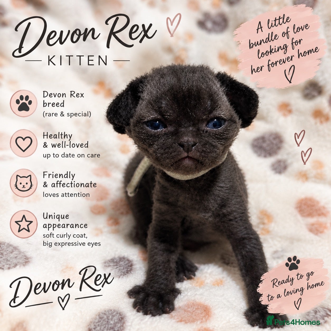 Devon Rex cats for sale: 💕 Adorable Devon Rex Kittens  - Advert 3