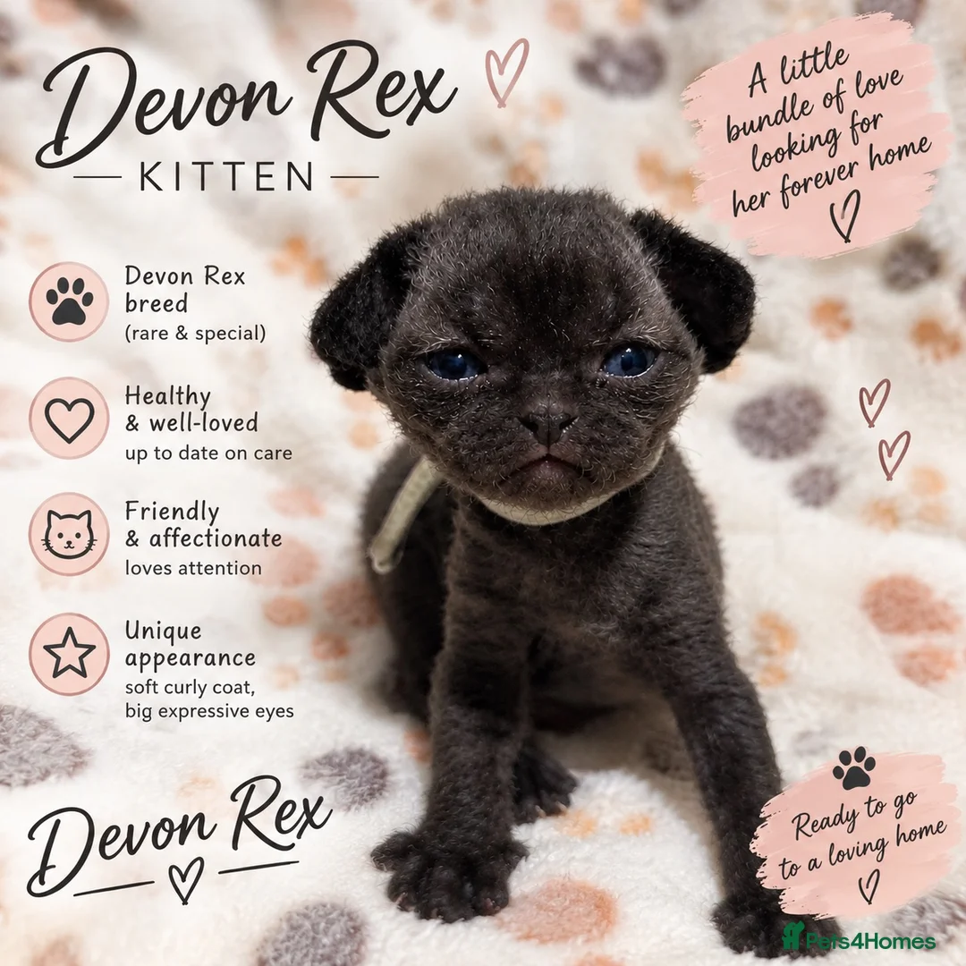 Devon Rex cats for sale: 💕 Adorable Devon Rex Kittens  - Advert 1