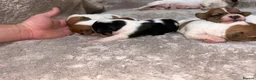 Jack Russell dogs for sale: Jack Russell Puppies – Proven Working Lines” - Advert 7