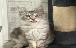 Maine Coon cats for sale: 2 x maine coon males must go together (£800 both)  - Image 11