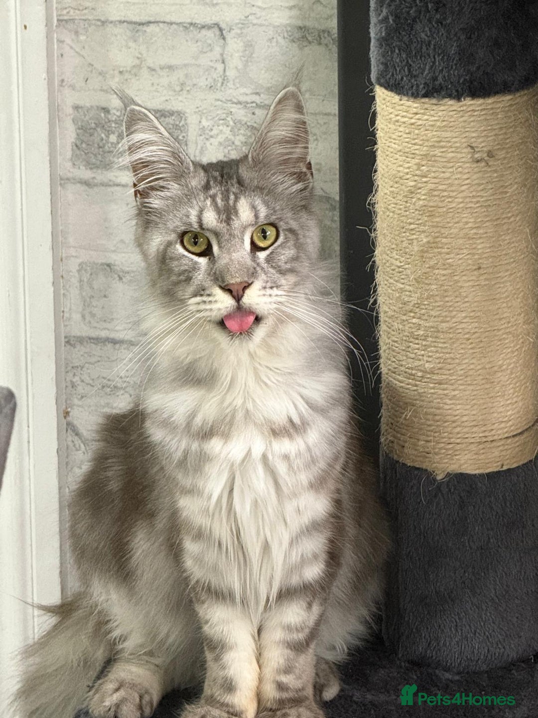 Maine Coon cats for sale: 2 x maine coon males must go together (£800 both)  - Image 11