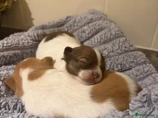 Chihuahua dogs Chihuahua pups - Advert 2