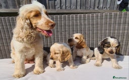 Cocker Spaniel dogs for sale: KC Showtype Cocker Spaniel Boy - Image 11