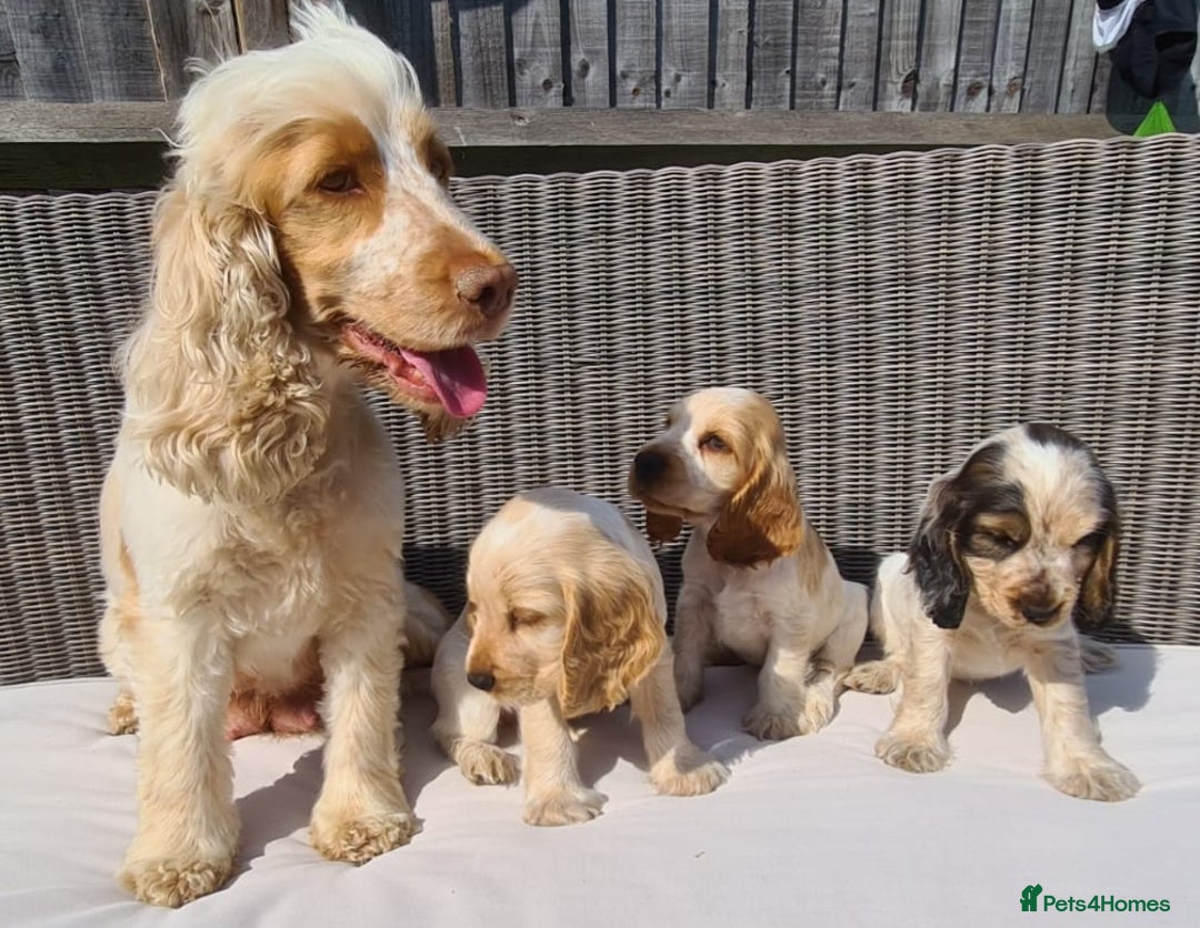 Cocker Spaniel dogs for sale: KC Showtype Cocker Spaniel Boy - Image 11
