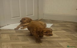 Mixed Breed dogs for sale: Adorable Bonded Labrador x Irish Setter Pups  - Image 3