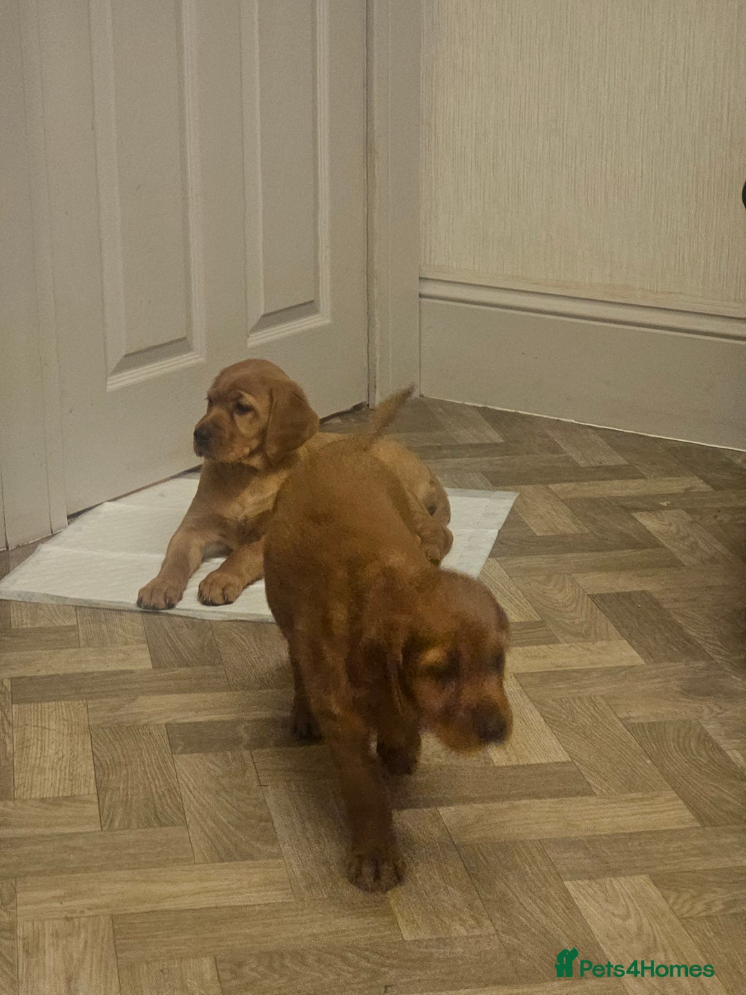 Mixed Breed dogs for sale: Adorable Bonded Labrador x Irish Setter Pups  - Image 3