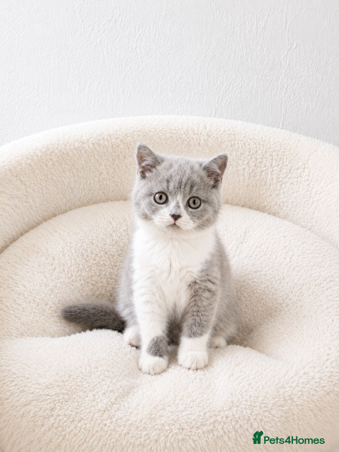 British Shorthair cats British Shorthair Kittens - Advert 1