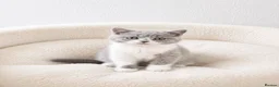 British Shorthair cats for sale: British Shorthair Kittens - Advert 1