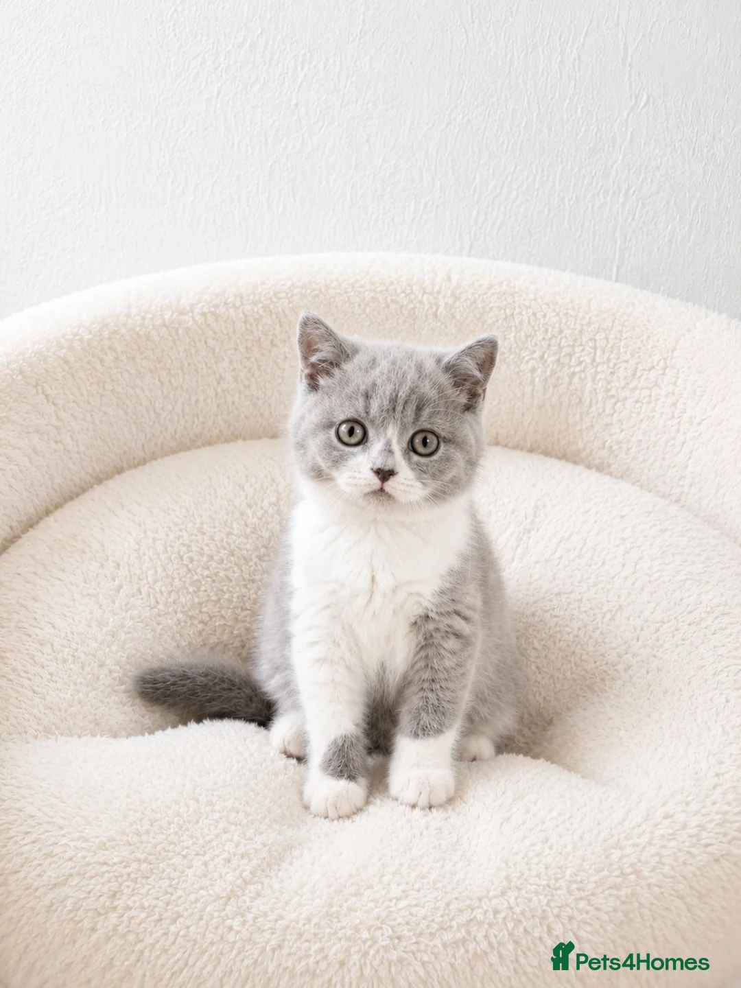 British Shorthair cats for sale: British Shorthair Kittens - Advert 1
