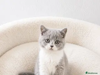 British Shorthair cats for sale: British Shorthair Kittens - Advert 1