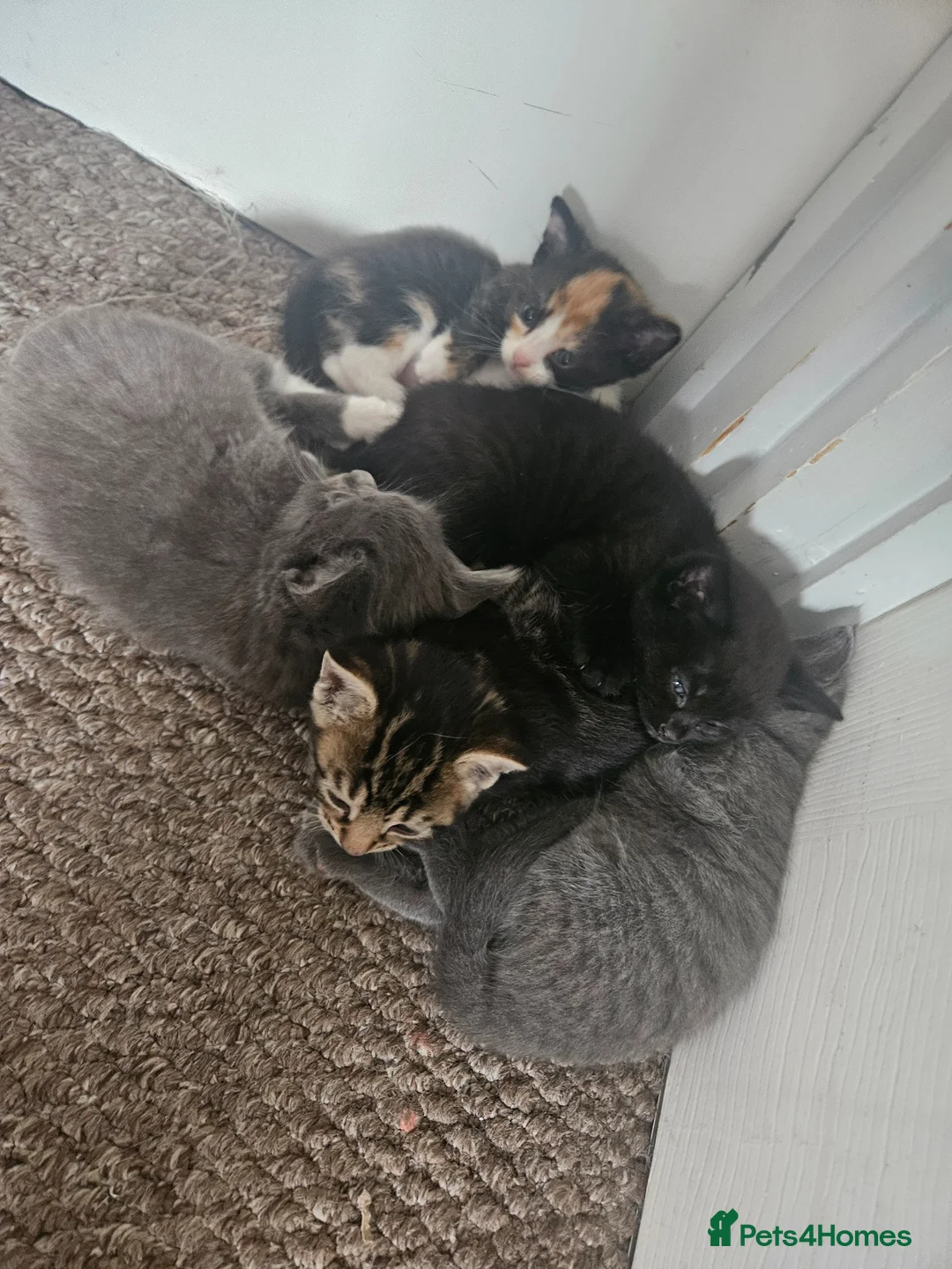 Mixed Breed cats for sale: 2 male 2 female kittens - Advert 1