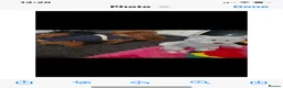 Cavapoo dogs for sale:  F1 Cavapoo,puppies available to leave now - Advert 11
