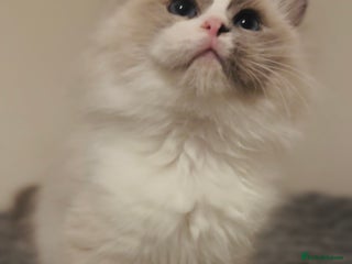 Ragdoll cats 🐾Tica full pedigree🩷 EU Ragdoll 🐱🐾DNA Clear ❤️ - Advert 7