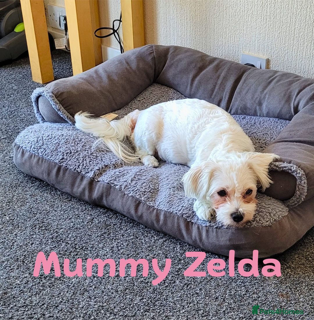 Maltese dogs for sale: 4 Beautiful Maltese Puppies looking for a home - Image 6