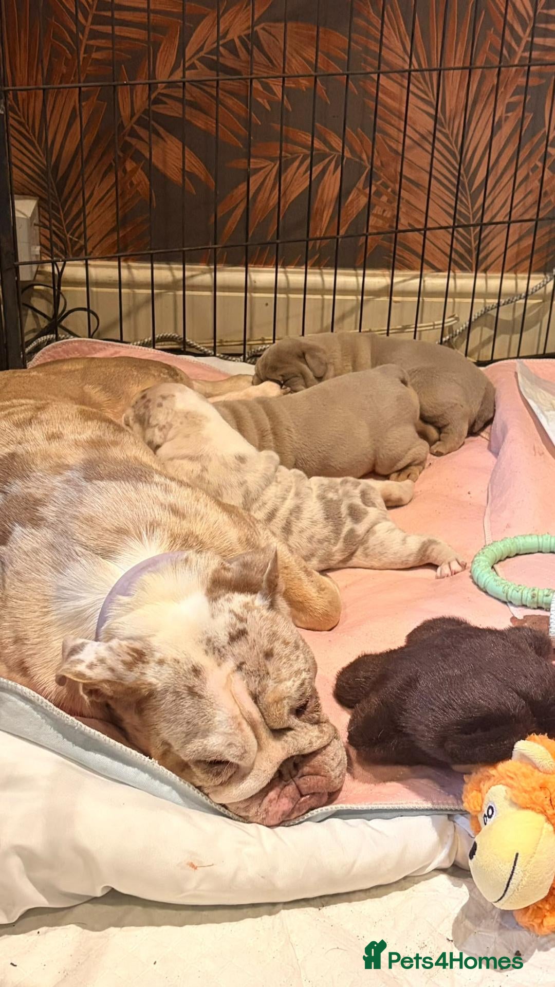English Bulldog dogs for sale: 🐾Gorgeous British Bulldog Puppies - Boy & Girl💜 - Advert 4