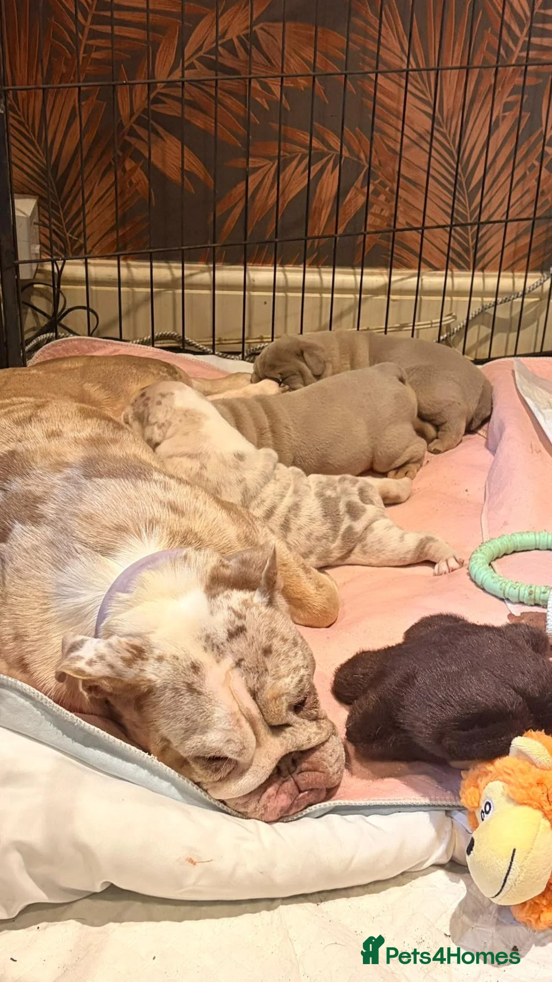 English Bulldog dogs for sale: 🐾Gorgeous British Bulldog Puppies - Boy & Girl💜 - Advert 1