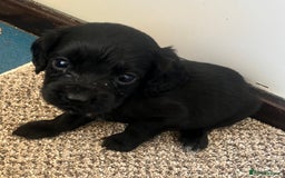 Cocker Spaniel dogs for sale: Working cocker spaniel puppies - Image 12