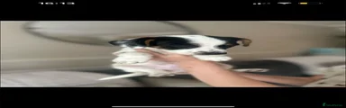 Jack Russell Puppy 3