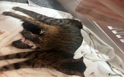 Mixed Breed cats for sale: 2 beautiful tabby girls and 1 Black & white Boy - Image 5
