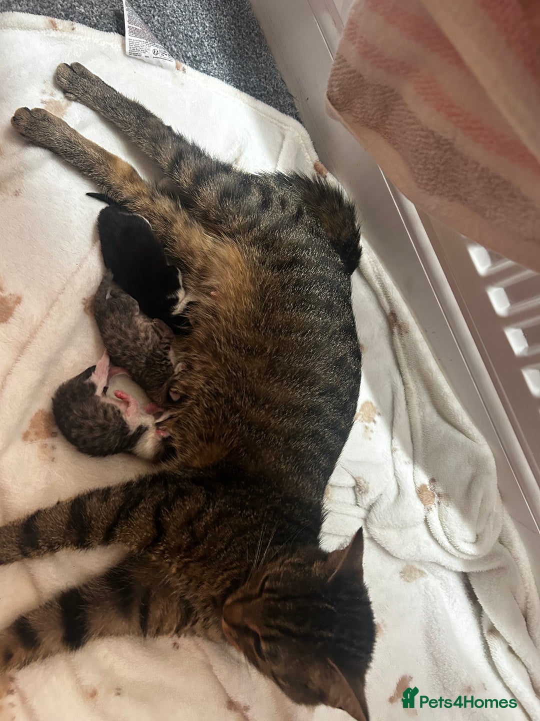 Mixed Breed cats for sale: 2 beautiful tabby girls and 1 Black & white Boy - Image 5